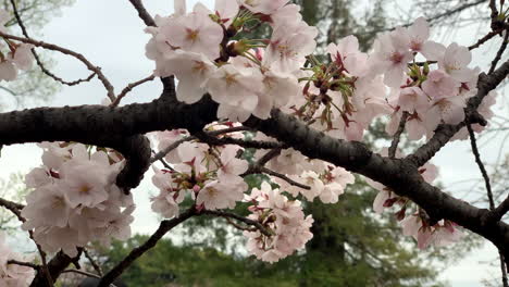 Pink-cherry-blossoms-on-natural-branches-Shinjuku-Gyoen-National-Garden