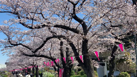 Menschen,-Die-Im-Sumida-Park-Spazieren-Gehen-Und-Fotos-Von-Den-Kirschblüten-Am-Fluss-Machen