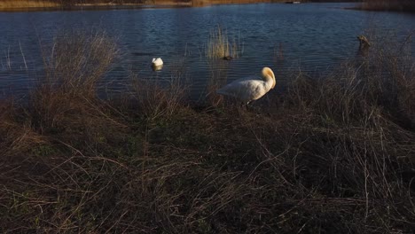 Wide-shot-of-swan-pruning-itself-in-wilderness-park-against-lake-background