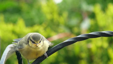 A-greedy-fat-blue-tit-chick-perched-shakes-his-wings-and-chirps-for-its-parent-to-feed-it