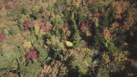 Herbstblätter-Aus-Der-Luft-In-Den-Blue-Ridge-Mountains-Vom-Großvaterberg
