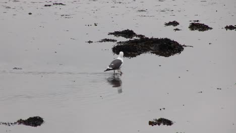 Seagull-walking-around-and-looking-for-food-in-the-mud