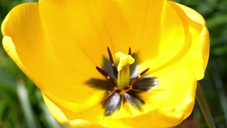 Close-up-of-a-yellow-tulip-flower-and-petals