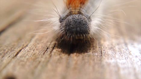 Extreme-macro-close-up-and-extreme-slow-motion-of-a-Western-Tent-Caterpillar’s-head-walking-towards-camera