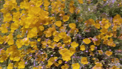 Looking-Down-on-Yellow-Poppies.-Camera-Rotates-Quickly