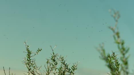 Insectos-Molestos-Que-Vuelan-Alrededor-De-Unas-Pocas-Plantas-En-Un-Pantano-En-Un-Refugio-De-Aves