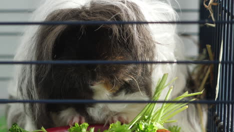 Close-up-of-cute-black-and-white-guinea-pig-with-long-hair-chewing-parsley-from-a-red-bowl-in-a-cage
