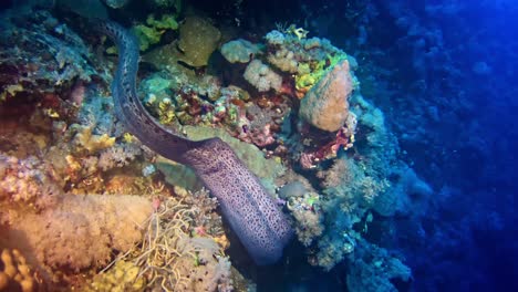 Muräne-In-Ihrer-Natürlichen-Umgebung-Am-Korallenriff