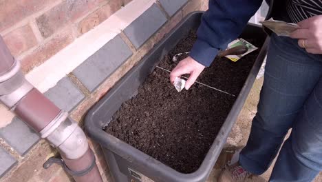 Woman-sowing-seeds-in-trough