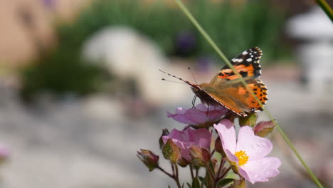 An-orange-painted-lady-butterfly-feeding-on-nectar-and-pollen-on-pink-wild-flowers-then-flying-away-in-slow-motion