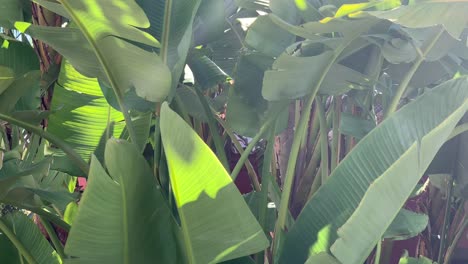 Tropische-Bananenblätter-Bewegen-Sich-Im-Wind,-Schöne-Grüne-Szene,-Ideal-Für-Hintergrundaufnahmen-Oder-B-Roll