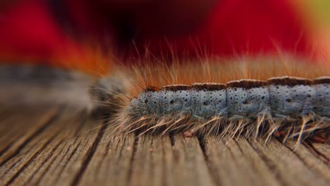 Extreme-macro-close-up-and-extreme-slow-motion-of-a-Western-Tent-Caterpillar-moth-and-another-in-the-back-is-picked-up-by-a-kid
