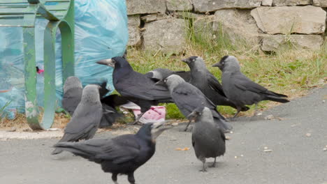 Birds-eating-waste-food-from-trash-bag-on-the-roadside,-bird-species-are-Jackdaws-and-a-Rook