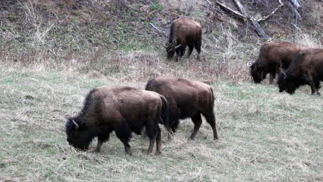 Herd-of-Wood-Bison-grazing-along-the-Alaska-Highway