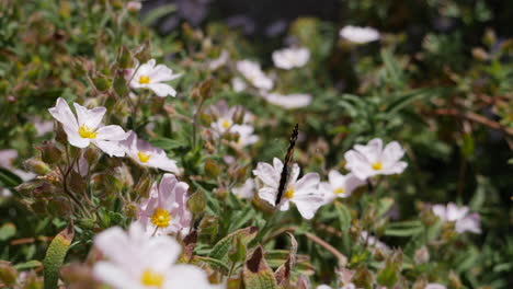 Una-Mariposa-Pintada-Abriendo-Sus-Coloridas-Alas-Alimentándose-De-Néctar-Y-Polinizando-Flores-Silvestres-Rosas-Durante-Una-Floración-De-California