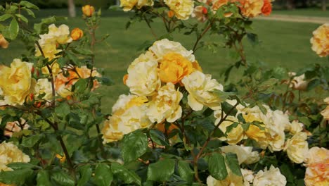 A-shot-of-a-group-of-yellow-Landora-roses