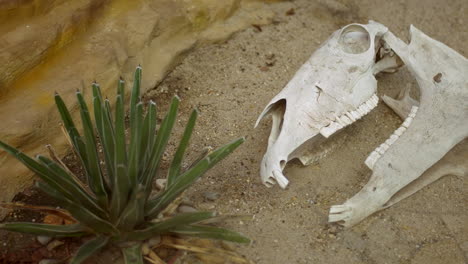 Horse-skull-in-the-desert-laying-on-sand