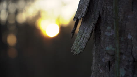 Shagbark-Hickory-Tree-at-dusk
