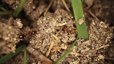 Highly-magnified-area-of-dirt,-grass-blade,-and-fire-ants-running-around-their-recently-disturbed-mound