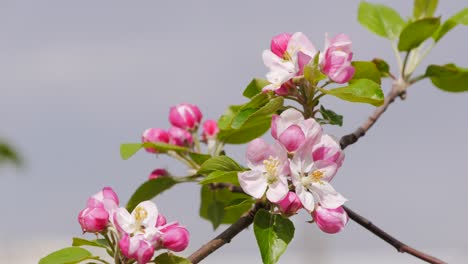 Blühender-Apfelbaum