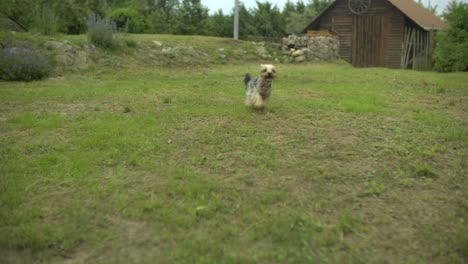 Little-puppy-running-to-camera