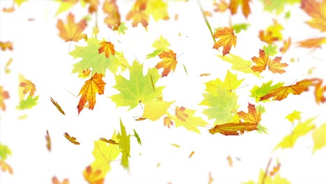 Large-yellow-leaves-falling-through-the-sky