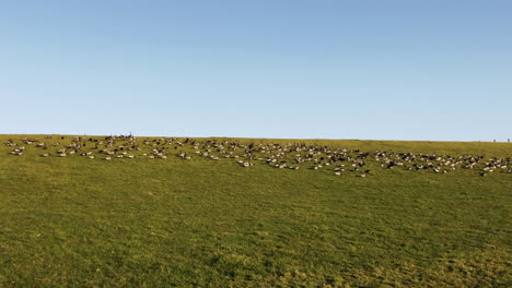 Thousands-of-wild-geese-walking-around-on-a-dyke-at-the-north-sea