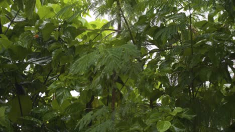 Monsoon-rainfall-with-closeup-on-green-plants-and-leafs,-subtropic-climate-Fiji