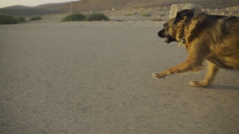 A-small-dog-running-towards-the-sun-in-a-desert-scenery