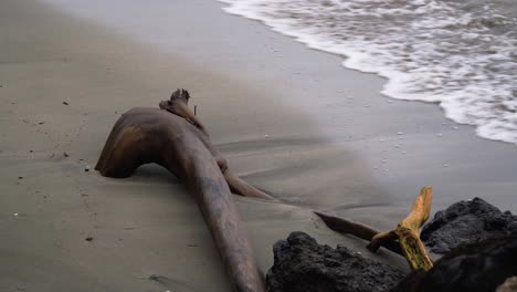 Large-chunk-of-driftwood-buried-half-in-sand-on-coast-of-island,-real-time