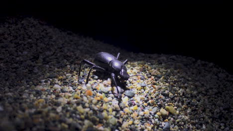 Creepy-Black-Beetle-with-a-missing-leg-crawls-on-the-gravel-at-the-beach