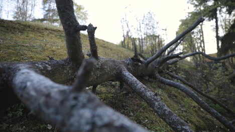 Nahaufnahme-Eines-Umgestürzten-Baumes-Auf-Moosigem-Boden-Im-Wald-In-Finnland
