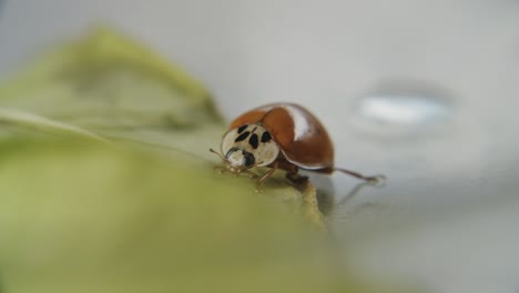 Macro-shot-of-lady-beetle-with-one-spot-and-shiny-wings-sitting-on-the-edge-of-a-leaf