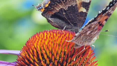 Extreme-close-up-macro-shot-of-two-orange-Small-tortoiseshell-butterflies-sitting-on-purple-coneflower-and-collecting-nectar,-on-green-background-and-then-flying-away