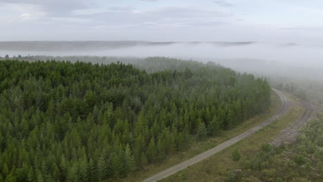 An-aerial-view-of-fir-trees-in-the-morning-mist-and-a-road-leading-between-them