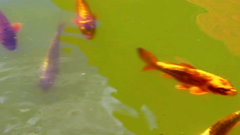 Große-Farbige-Amurkarpfenarten-Schwimmen-In-Einem-Teich-Herum