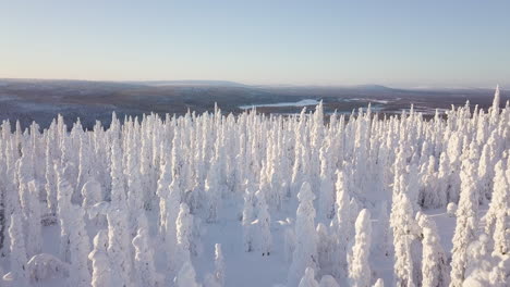 Aerial-view-of-flying-above-snowy-trees-open-landscape-in-the-background-in-Pallas-Yllas-National-Park-in-Lapland-Finland