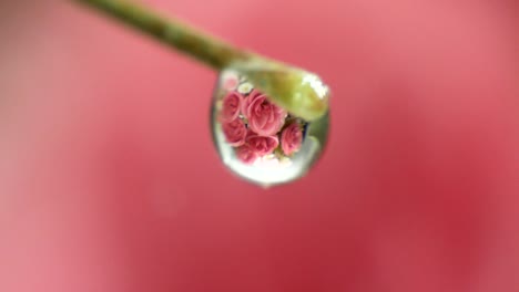 Extreme-Macro-shot-single-water-drop-on-plant-stem,-roses-reflection