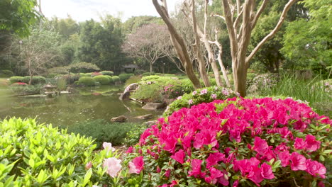 Tranquil-pond-with-pink-flowers,-Japanese-Gardens,-Brisbane-Queensland