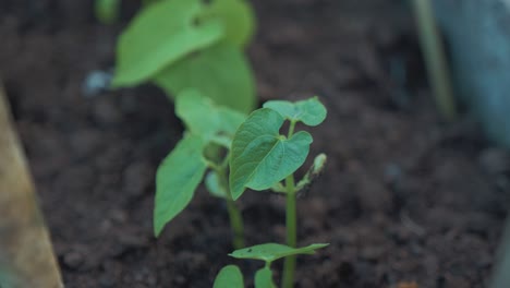 Healthy-bean-sprouts-in-nutrient-rich-soil
