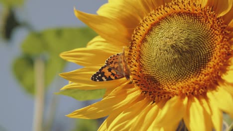 Butterfly-sitting-on-sunflower-and-drinking-nectar,-season-pollination-blooming-flowers,-sunny-day,-close-up