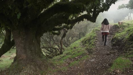 Woman-in-pink-jacket-walking-through-old-mossy-tree-at-Laurel-Forest,-Madeira-island