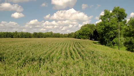 The-lower-part-of-the-corn,-the-passage-to-the-whole-field-view,-the-corn-swings-in-the-wind,-in-the-distance-blue-sky-and-white-clouds