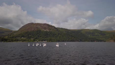 Un-Grupo-De-Cisnes-Mudos-Nadando-En-El-Lago-Ullswater-En-Un-Día-De-Verano-Con-Las-Colinas-De-Lakeland-Al-Fondo
