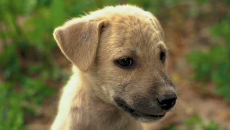 Close-up-of-little-cute-puppy-mongrel-dog-on-sunny-day-in-Asian-park