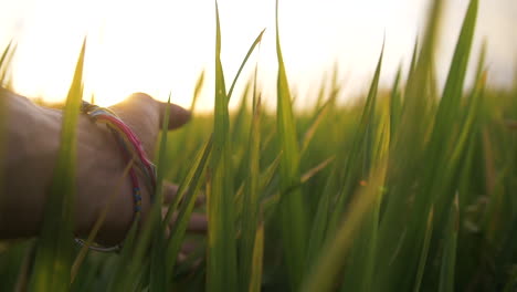 Close-Up-Hand-Touching-Grass-in-Slow-Motion-with-Sunset-Light