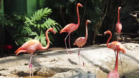 Zeitlupe-Von-Flamingos-Im-Texas-State-Aquarium