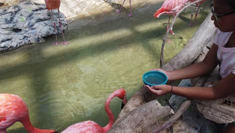 Flamingo-eating-out-of-a-child's-hands-at-the-aquarium