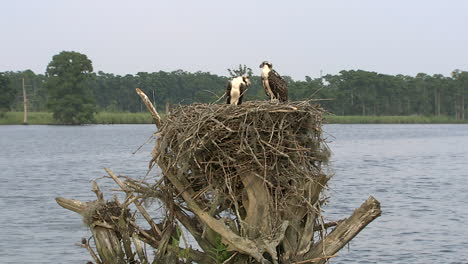 medium-shot-Ospreys-in-nest-in-the-sound