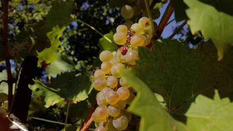 A-wasp-eating-grape-at-harvest
